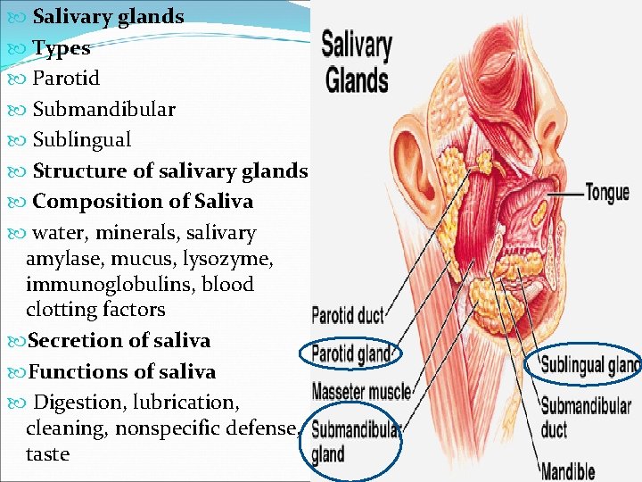  Salivary glands Types Parotid Submandibular Sublingual Structure of salivary glands Composition of Saliva