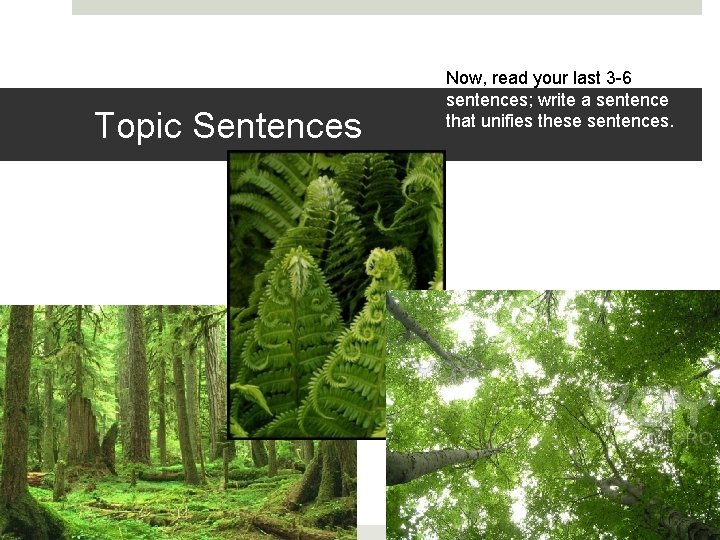 Topic Sentences Now, read your last 3 -6 sentences; write a sentence that unifies