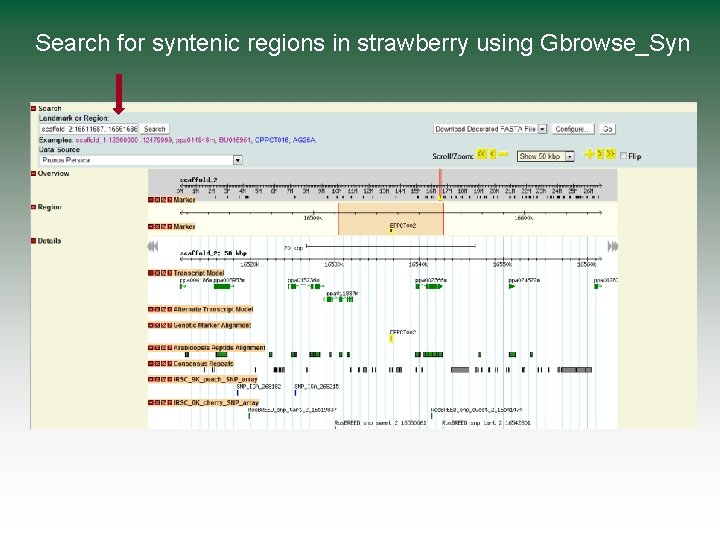 Search for syntenic regions in strawberry using Gbrowse_Syn 