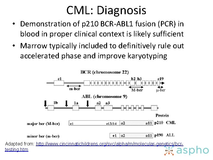 CML: Diagnosis • Demonstration of p 210 BCR-ABL 1 fusion (PCR) in blood in