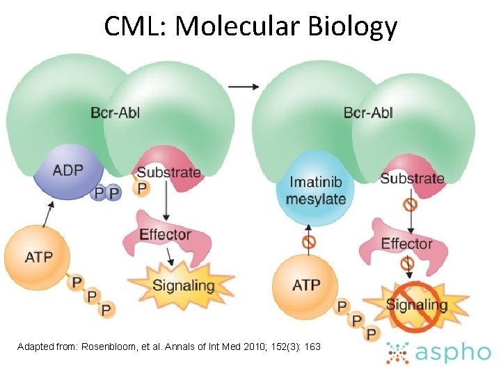 CML: Molecular Biology Adapted from: Rosenbloom, et al. Annals of Int Med 2010; 152(3):