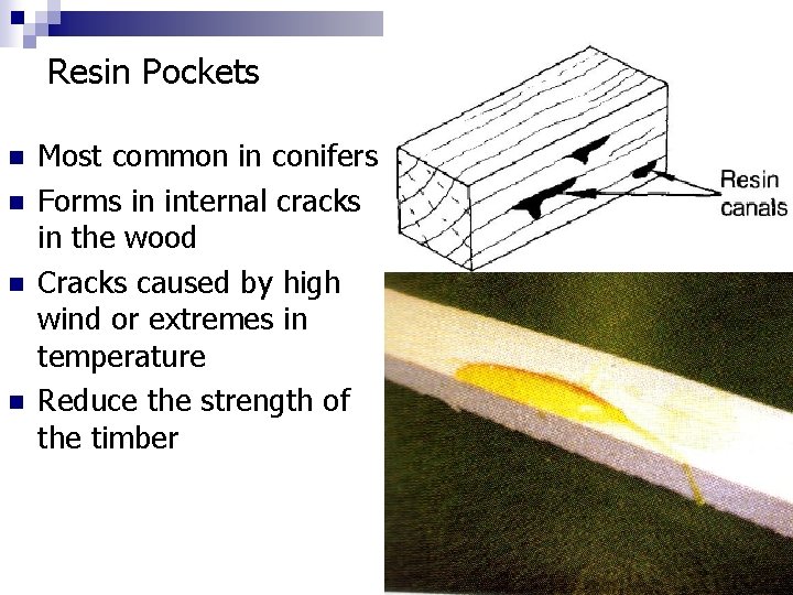 Resin Pockets n n Most common in conifers Forms in internal cracks in the