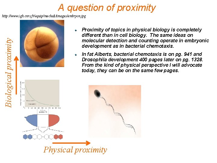 A question of proximity Biological proximity http: //www. igh. cnrs. fr/equip/mechali/images/embryon. jpg Proximity of