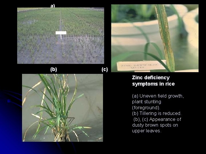 a) (b) (c) Zinc deficiency symptoms in rice (a) Uneven field growth, plant stunting