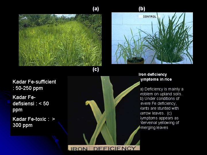 (b) (a) (c) Kadar Fe-sufficient : 50 -250 ppm Kadar Fedefisiensi : < 50