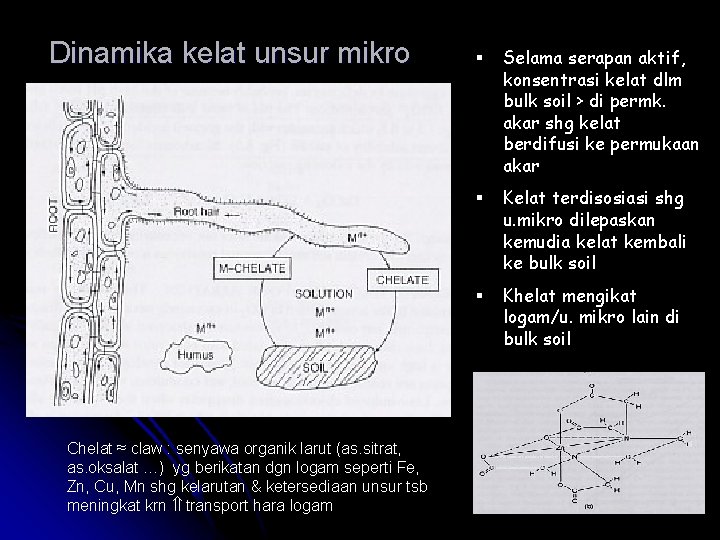 Dinamika kelat unsur mikro Chelat ≈ claw : senyawa organik larut (as. sitrat, as.