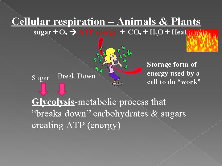 Cellular respiration – Animals & Plants sugar + O 2 ATP energy + CO