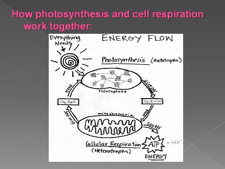 How photosynthesis and cell respiration work together: 