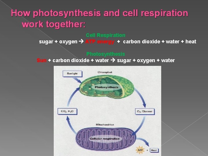 How photosynthesis and cell respiration work together: Cell Respiration sugar + oxygen ATP energy
