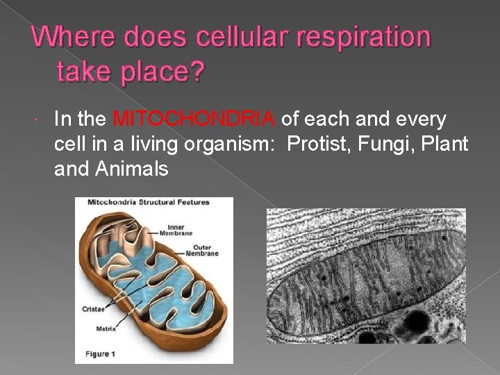 Where does cellular respiration take place? In the MITOCHONDRIA of each and every cell