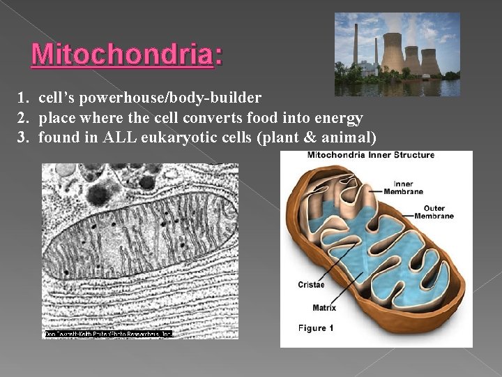 Mitochondria: 1. cell’s powerhouse/body-builder 2. place where the cell converts food into energy 3.