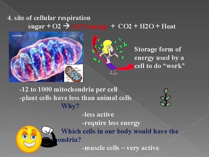 4. site of cellular respiration sugar + O 2 ATP energy + CO 2