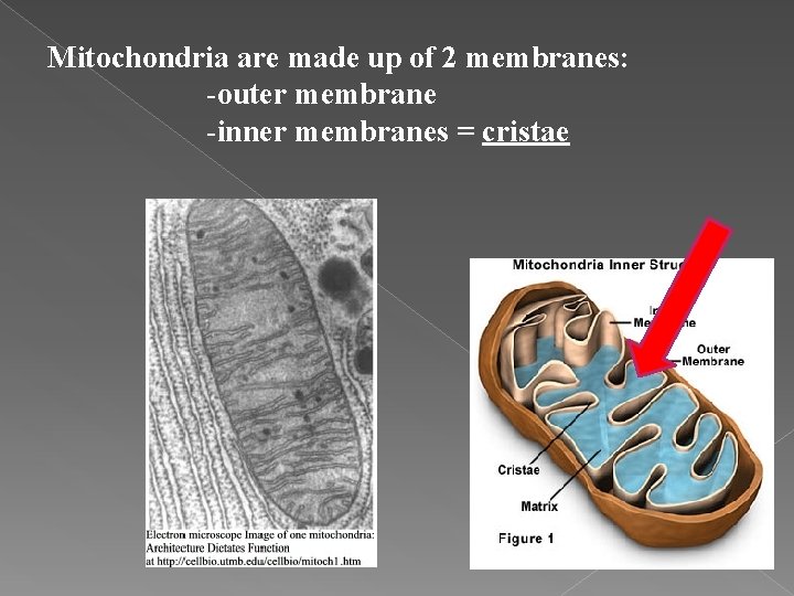 Mitochondria are made up of 2 membranes: -outer membrane -inner membranes = cristae 