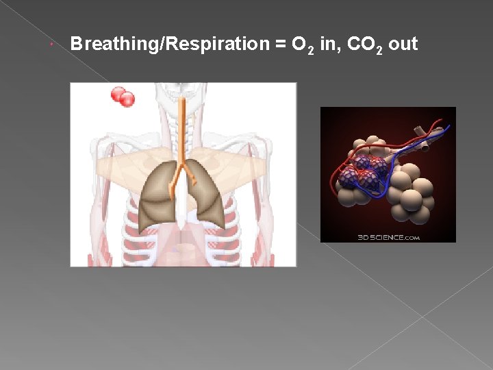  Breathing/Respiration = O 2 in, CO 2 out 