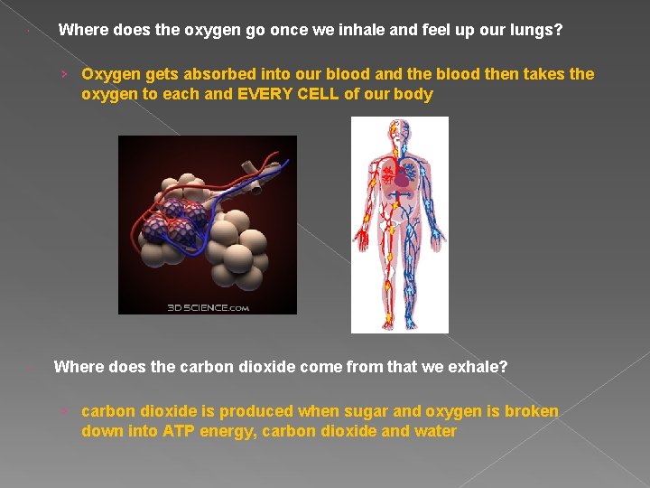  Where does the oxygen go once we inhale and feel up our lungs?