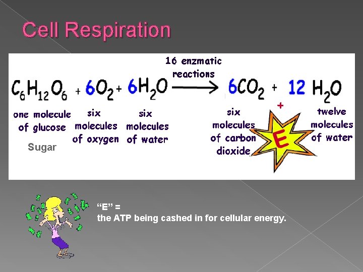 Cell Respiration Sugar “E” = the ATP being cashed in for cellular energy. 