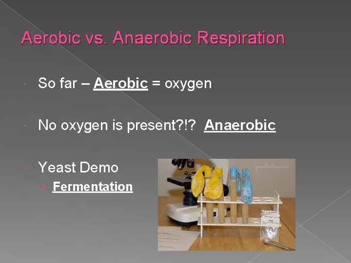 Aerobic vs. Anaerobic Respiration So far – Aerobic = oxygen No oxygen is present?