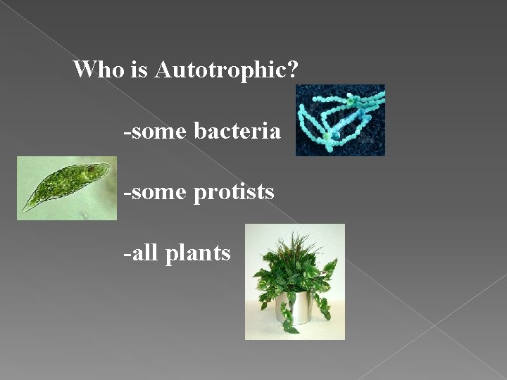 Who is Autotrophic? -some bacteria -some protists -all plants 