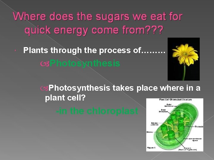 Where does the sugars we eat for quick energy come from? ? ? Plants