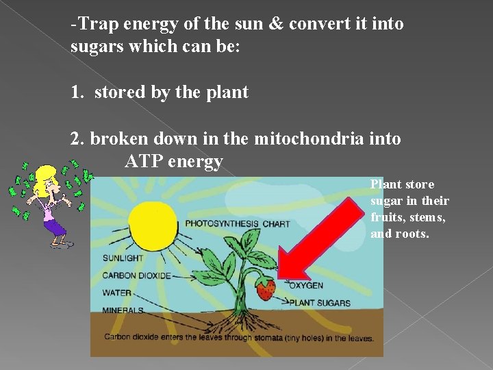 -Trap energy of the sun & convert it into sugars which can be: 1.