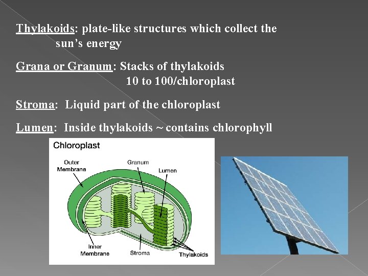 Thylakoids: plate-like structures which collect the sun’s energy Grana or Granum: Stacks of thylakoids