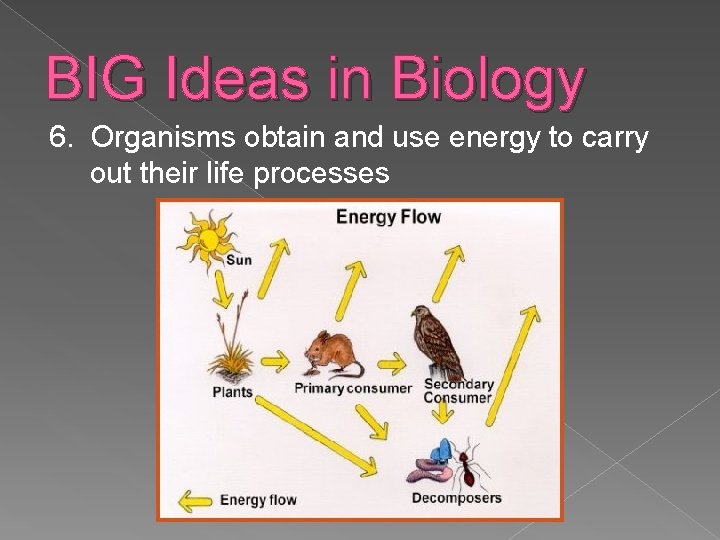 BIG Ideas in Biology 6. Organisms obtain and use energy to carry out their