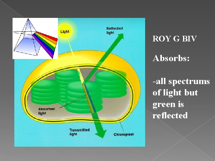 ROY G BIV Absorbs: -all spectrums of light but green is reflected 