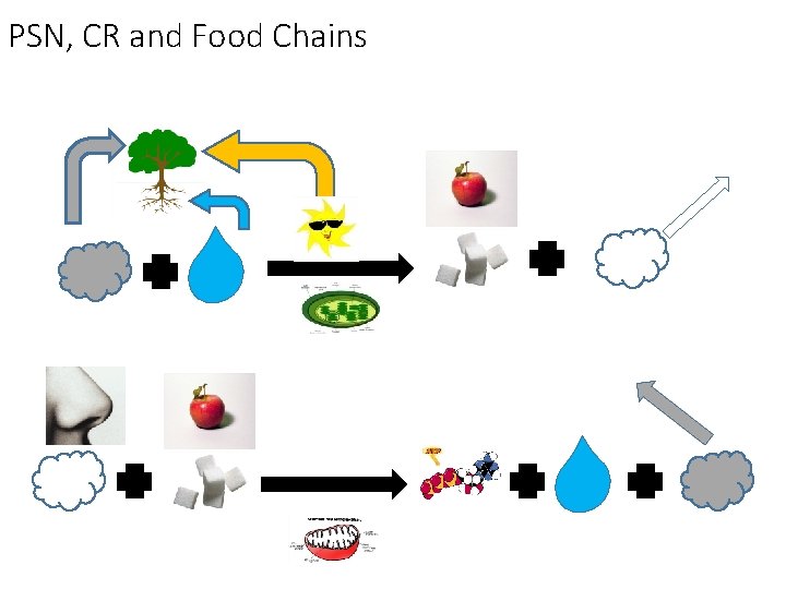 PSN, CR and Food Chains 