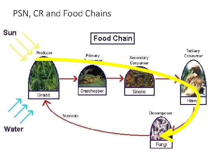 PSN, CR and Food Chains 