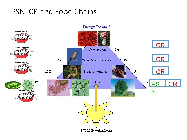 PSN, CR and Food Chains CR CR CR PS N CR 