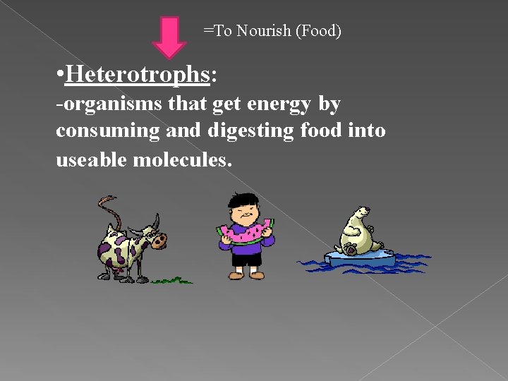 =To Nourish (Food) • Heterotrophs: -organisms that get energy by consuming and digesting food