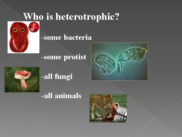 Who is heterotrophic? -some bacteria -some protist -all fungi -all animals 