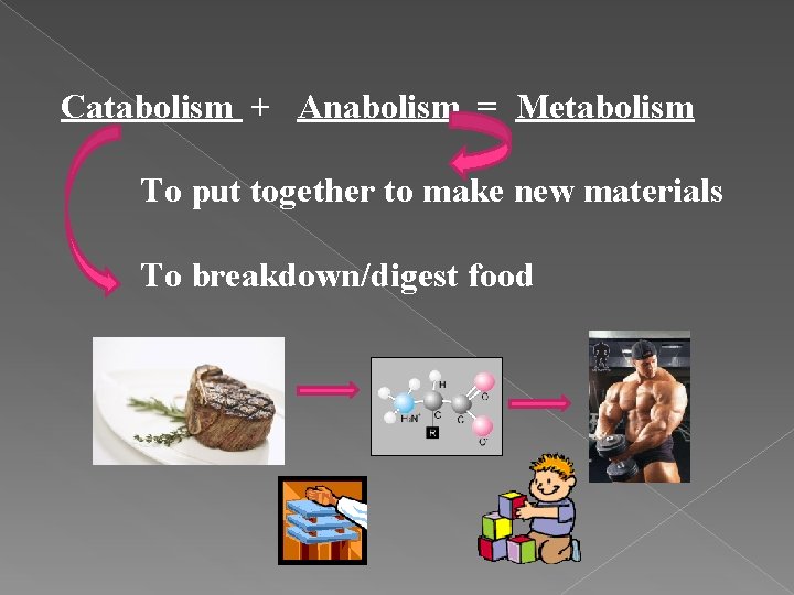 Catabolism + Anabolism = Metabolism To put together to make new materials To breakdown/digest