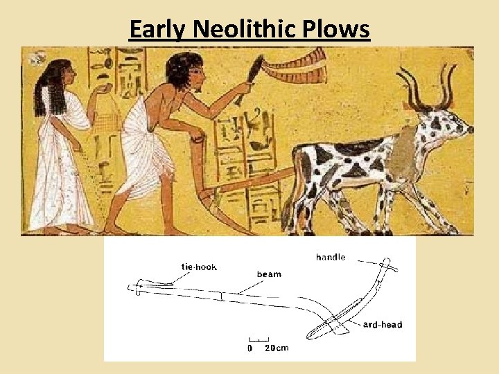 Early Neolithic Plows 