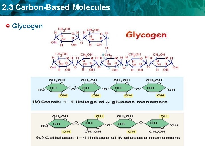 2. 3 Carbon-Based Molecules Glycogen 