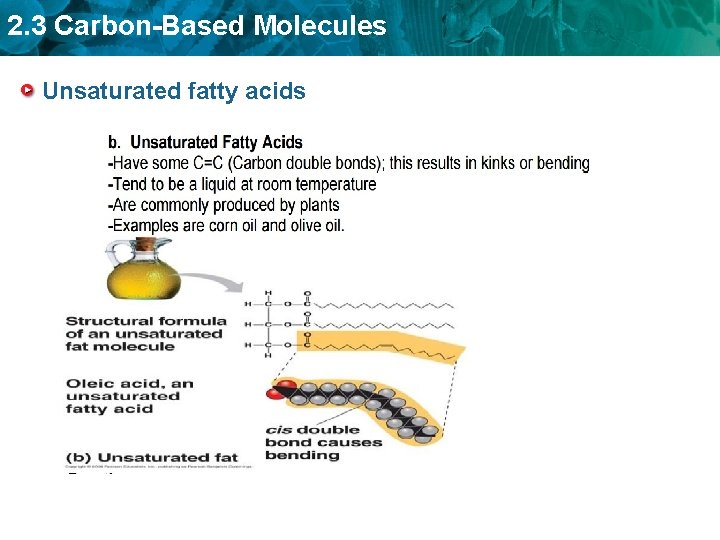 2. 3 Carbon-Based Molecules Unsaturated fatty acids 