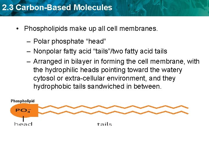 2. 3 Carbon-Based Molecules • Phospholipids make up all cell membranes. – Polar phosphate