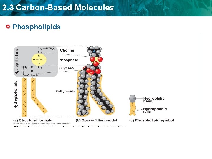 2. 3 Carbon-Based Molecules Phospholipids 