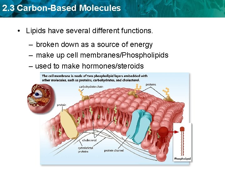 2. 3 Carbon-Based Molecules • Lipids have several different functions. – broken down as