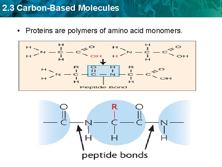 2. 3 Carbon-Based Molecules • Proteins are polymers of amino acid monomers. –. –