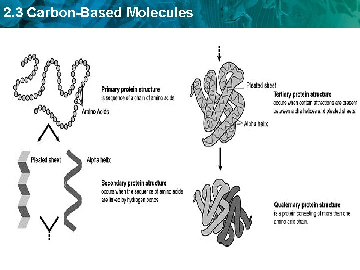 2. 3 Carbon-Based Molecules 