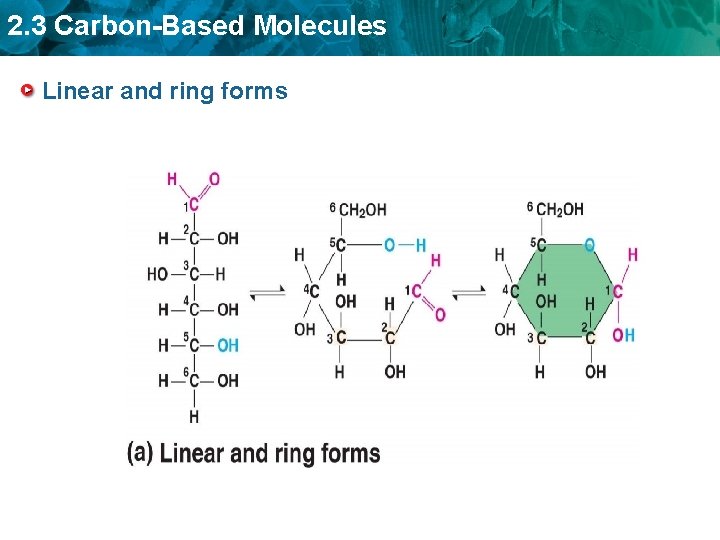 2. 3 Carbon-Based Molecules Linear and ring forms 