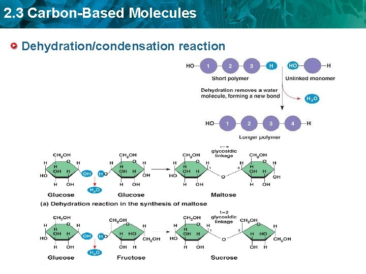 2. 3 Carbon-Based Molecules Dehydration/condensation reaction 