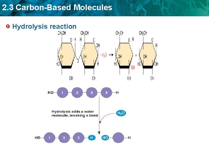 2. 3 Carbon-Based Molecules Hydrolysis reaction 