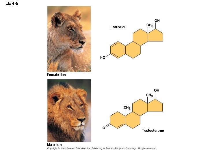 LE 4 -9 Estradiol Female lion Testosterone Male lion 