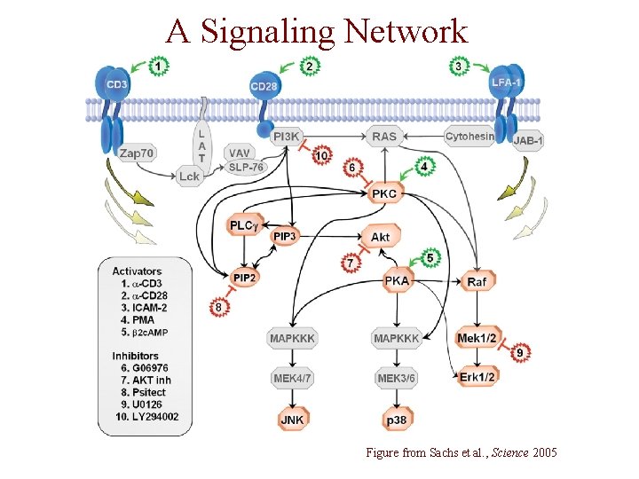 A Signaling Network Figure from Sachs et al. , Science 2005 