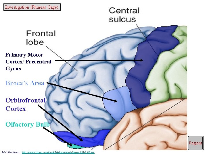 Investigation (Phineas Gage) Primary Motor Cortex/ Precentral Gyrus Broca’s Area Orbitofrontal Cortex Olfactory Bulb