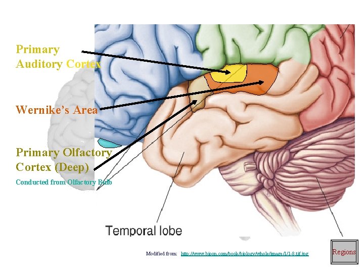 Primary Auditory Cortex Wernike’s Area Primary Olfactory Cortex (Deep) Conducted from Olfactory Bulb Modified