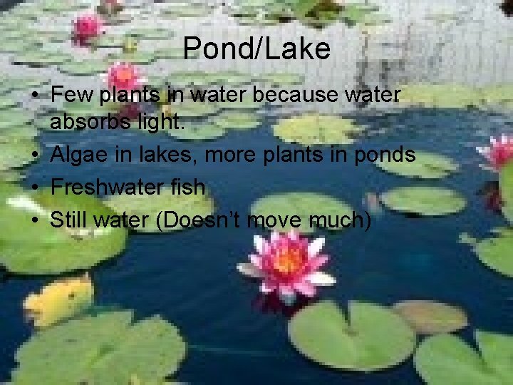 Pond/Lake • Few plants in water because water absorbs light. • Algae in lakes,