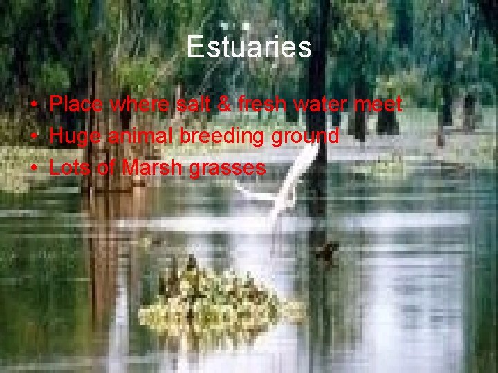 Estuaries • Place where salt & fresh water meet • Huge animal breeding ground